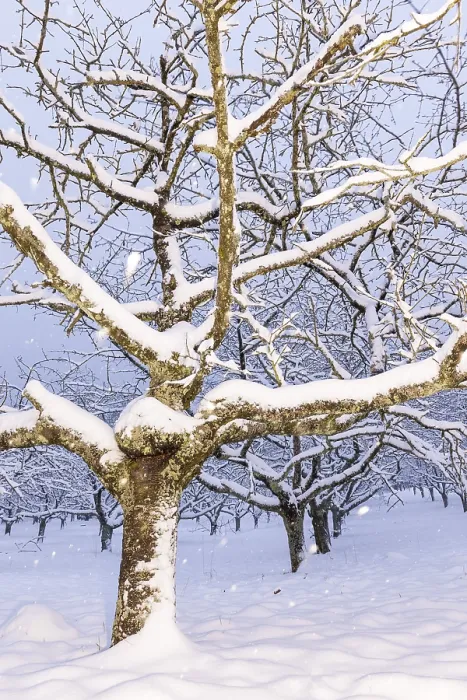 Framed Print : Cherry Trees in Snowfall Print, Baden-Wurttemberg, Germany Framed Print : Cherry Trees in Snowfall Print, Baden-Wurttemberg, Germany