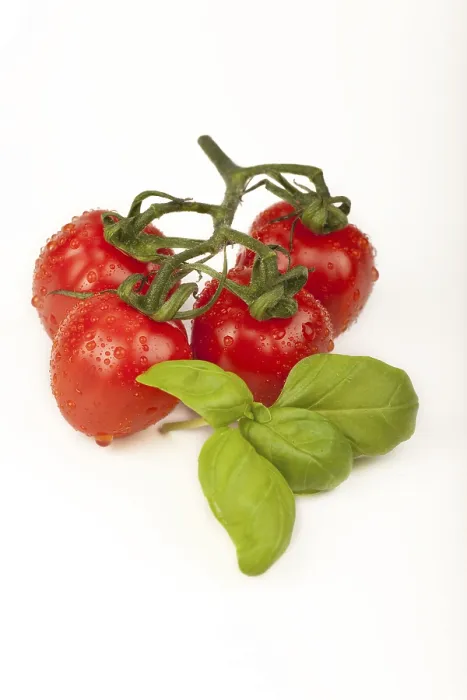 Framed Print : Cherry Tomatoes with Basil Print Framed Print : Cherry Tomatoes with Basil Print