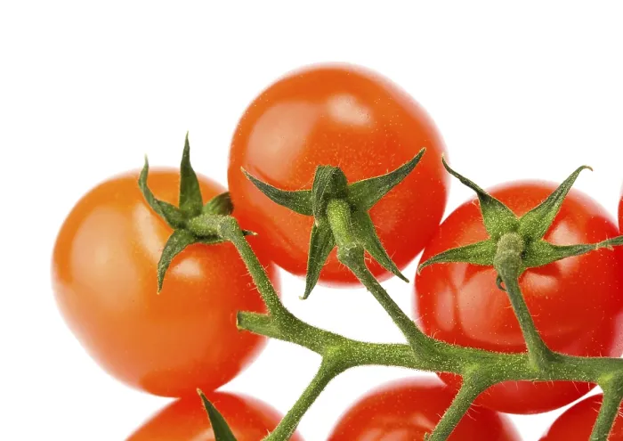 Framed Print : Cherry Tomatoes on White Print Framed Print : Cherry Tomatoes on White Print