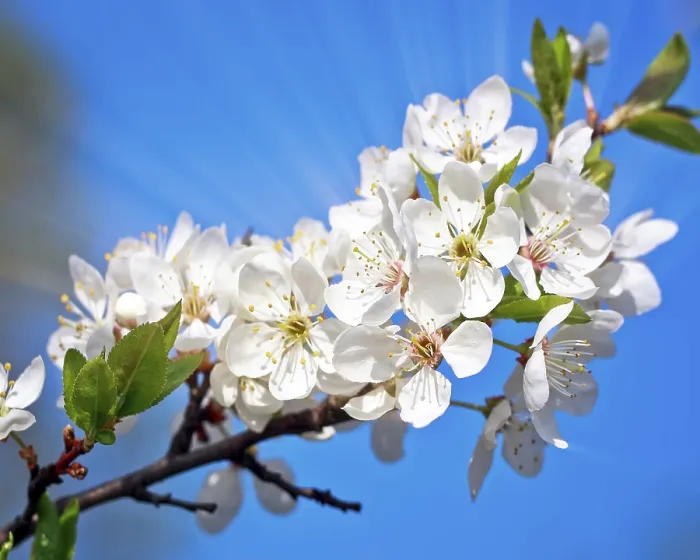 Framed Print : Cherry Tree Blossoming Print in Spring Framed Print : Cherry Tree Blossoming Print in Spring