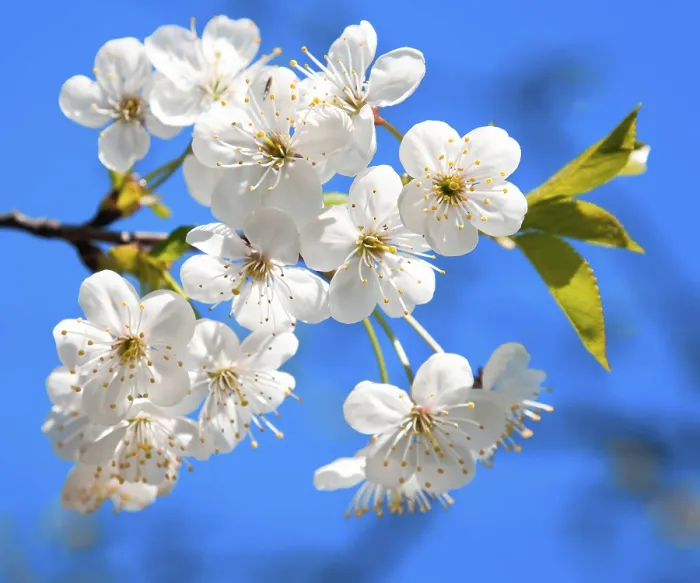 Framed Print : Cherry Tree Blossoming Print - Springtime Beauty Framed Print : Cherry Tree Blossoming Print - Springtime Beauty