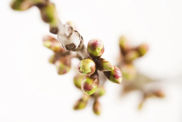 Framed Print : Cherry Tree Twig in Spring Print