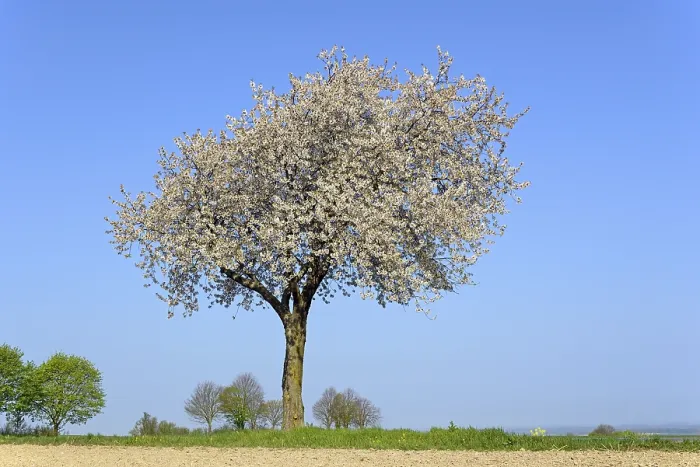 Framed Print : Cherry Tree in Bloom Print, North Rhine-Westphalia, Germany