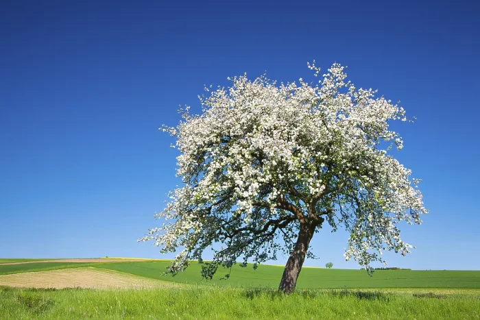 Framed Print : Cherry Tree in Full Bloom Print, Saalekreis, Germany Framed Print : Cherry Tree in Full Bloom Print, Saalekreis, Germany