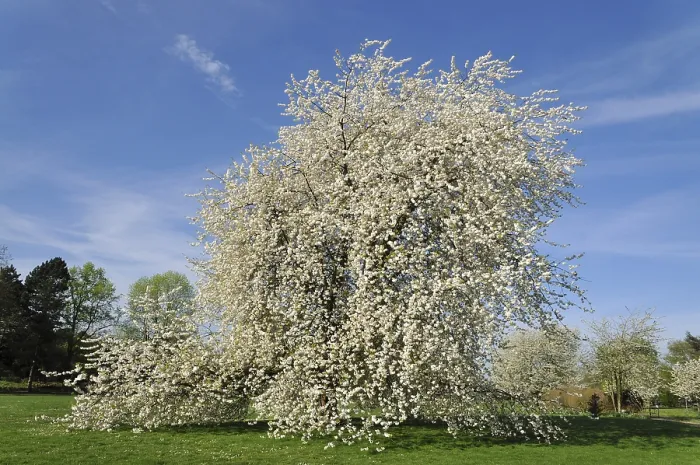 Framed Print : Cherry Tree in Full Bloom Print, Germany Framed Print : Cherry Tree in Full Bloom Print, Germany