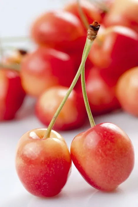 Framed Print : Cherry on White with Fruit Background Print Framed Print : Cherry on White with Fruit Background Print