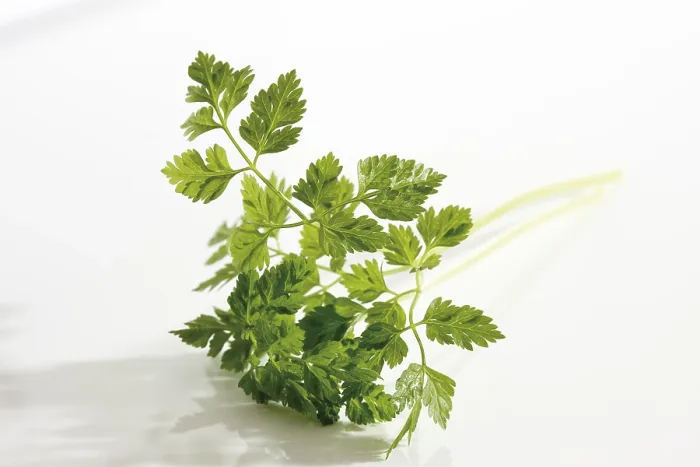Framed Print : Chervil Print - Fresh Herb in Garden Framed Print : Chervil Print - Fresh Herb in Garden