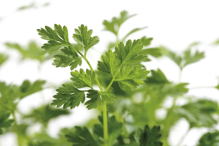 Framed Print : Chervil (Anthriscus) Print Framed Print : Chervil (Anthriscus) Print