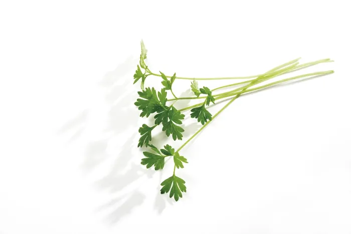 Framed Print : Chervil (Anthriscus) Print Framed Print : Chervil (Anthriscus) Print
