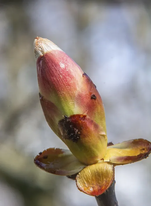 Framed Print : Chestnut Bud Print, Ystad, Sweden Framed Print : Chestnut Bud Print, Ystad, Sweden