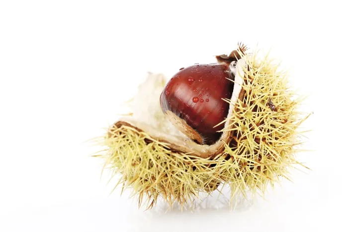 Framed Print : Chestnut Tree Print - Castanea