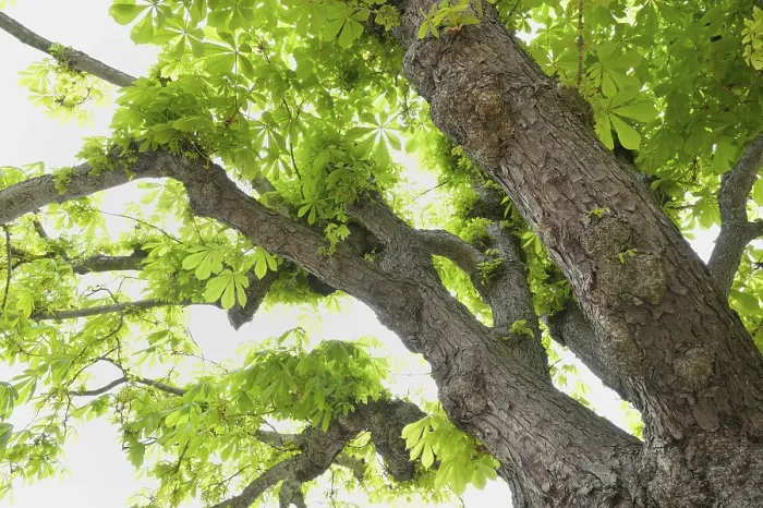 Framed Print : Chestnut Tree in Spring Print