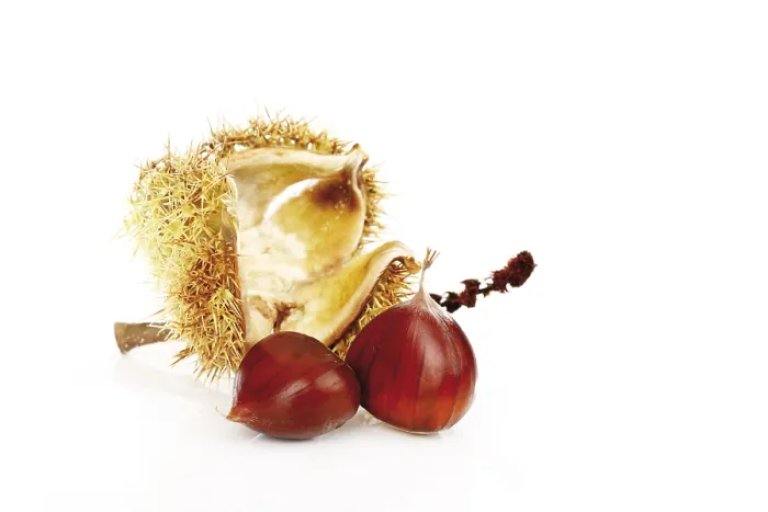 Framed Print : Chestnuts (Castanea) Print Framed Print : Chestnuts (Castanea) Print