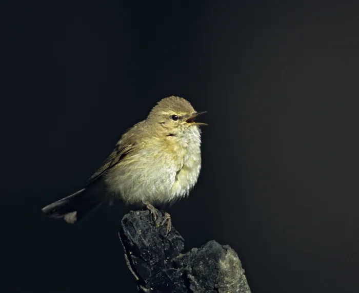 Framed Print : Chiffchaff Print, Phylloscopus collybita Bird Song Framed Print : Chiffchaff Print, Phylloscopus collybita Bird Song