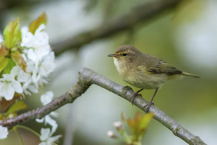 Framed Print : Chiffchaff Print, Phylloscopus collybita in Spring Framed Print : Chiffchaff Print, Phylloscopus collybita in Spring