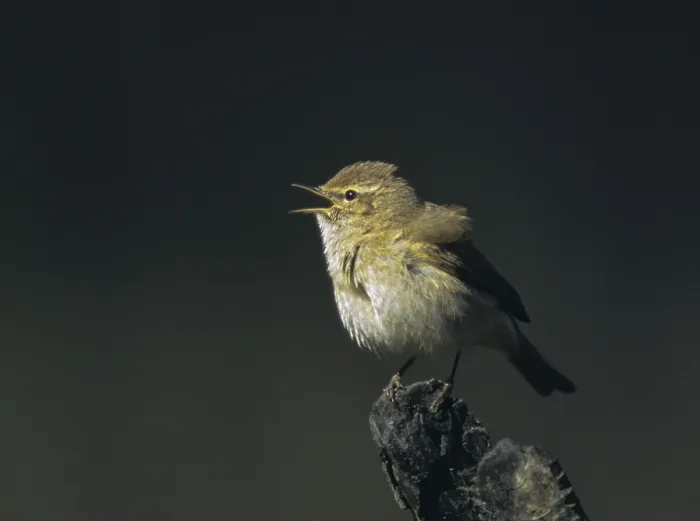 Framed Print : Chiffchaff Print - Phylloscopus collybita Singing Framed Print : Chiffchaff Print - Phylloscopus collybita Singing