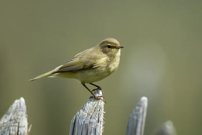 Framed Print : Chiffchaff Print - Garden Songbird Framed Print : Chiffchaff Print - Garden Songbird