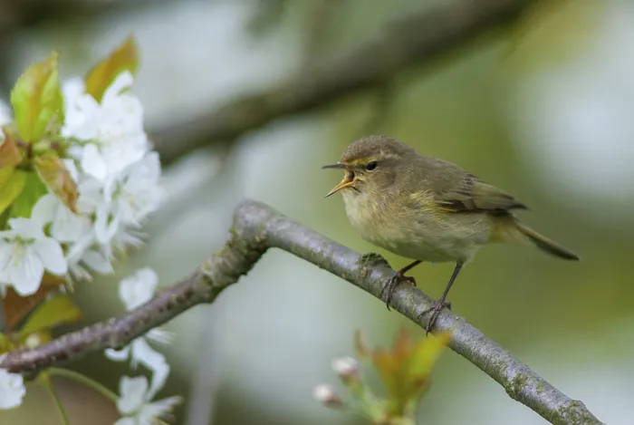 Framed Print : Chiffchaff Print, Phylloscopus Collybita in Spring Framed Print : Chiffchaff Print, Phylloscopus Collybita in Spring