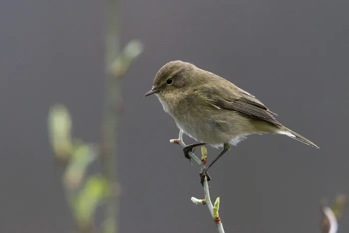Framed Print : Chiffchaff Print, Phylloscopus collybita Bird Image Framed Print : Chiffchaff Print, Phylloscopus collybita Bird Image