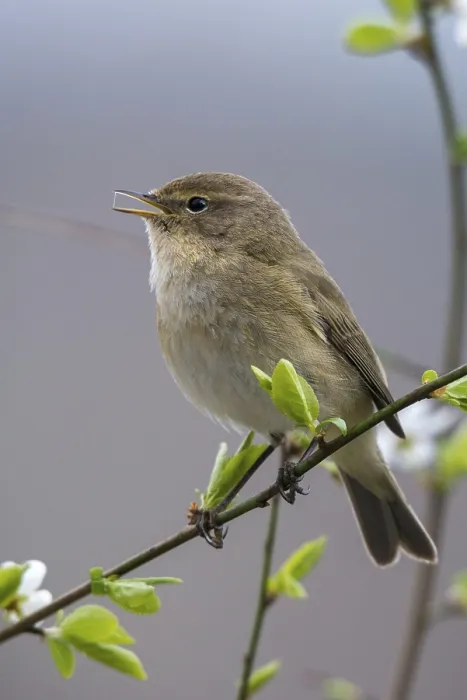 Framed Print : Chiffchaff, Phylloscopus collybita - Print Framed Print : Chiffchaff, Phylloscopus collybita - Print