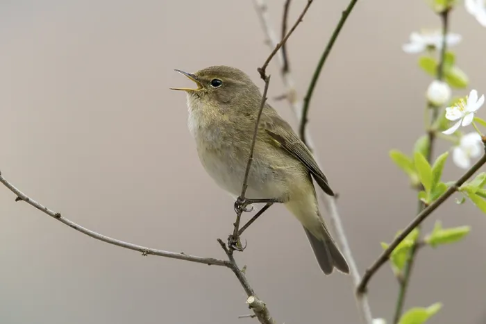 Framed Print : Chiffchaff Print - Phylloscopus collybita Framed Print : Chiffchaff Print - Phylloscopus collybita