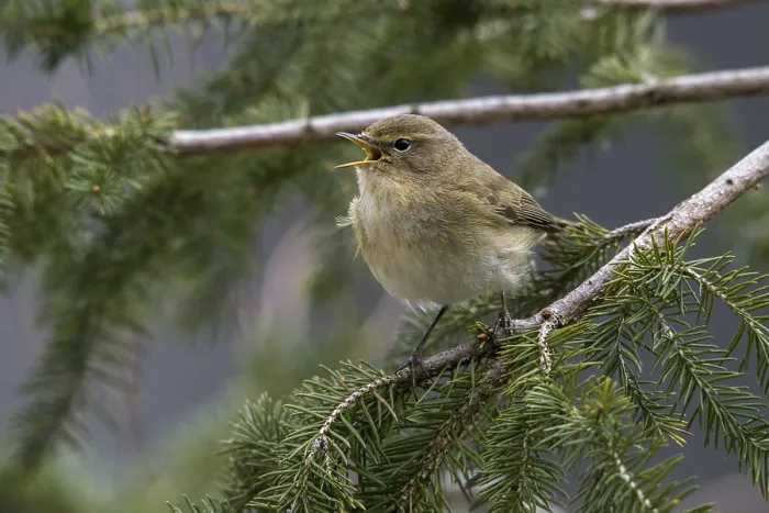 Framed Print : Chiffchaff Print - Phylloscopus collybita in Song Framed Print : Chiffchaff Print - Phylloscopus collybita in Song