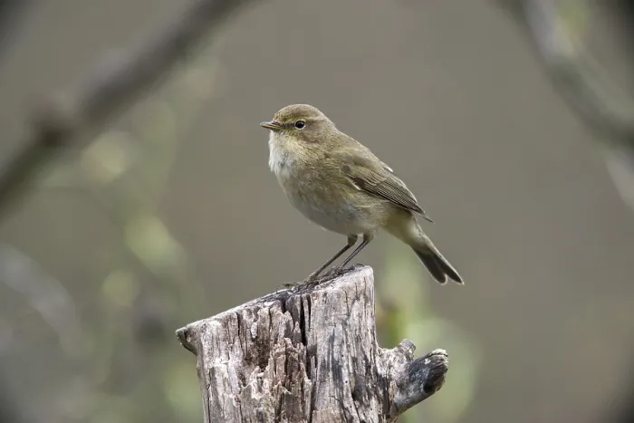 Framed Print : Chiffchaff Print - Phylloscopus collybita Framed Print : Chiffchaff Print - Phylloscopus collybita