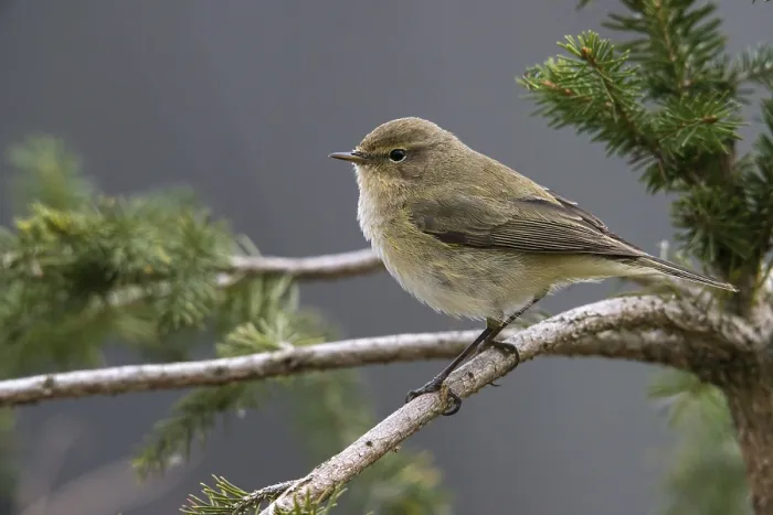 Framed Print : Chiffchaff, Phylloscopus collybita Print Framed Print : Chiffchaff, Phylloscopus collybita Print
