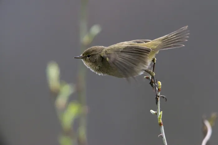 Framed Print : Chiffchaff Print, Phylloscopus collybita Songbird Framed Print : Chiffchaff Print, Phylloscopus collybita Songbird