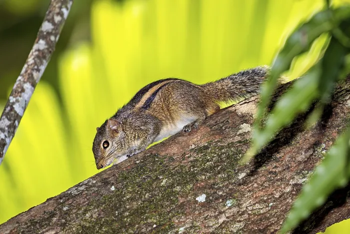 Framed Print : Northern Palm Squirrel Print - Tropical Tree Trunk Scene Framed Print : Northern Palm Squirrel Print - Tropical Tree Trunk Scene