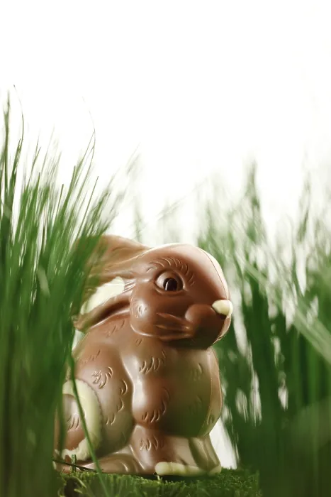 Framed Print : Chocolate Easter Bunny in the Grass Print Framed Print : Chocolate Easter Bunny in the Grass Print