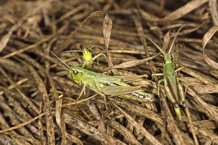 Framed Print : Chortippus parallelus Print - Common Grasshopper Framed Print : Chortippus parallelus Print - Common Grasshopper