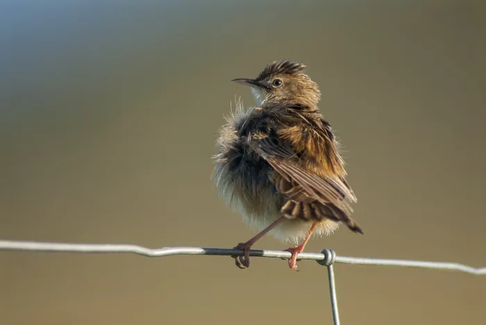 Framed Print : Cisticola Juncidis Print - Extremadura, Spain