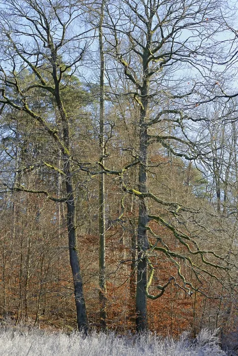 Framed Print : Clearing with Oak Trees Print, Germany Framed Print : Clearing with Oak Trees Print, Germany