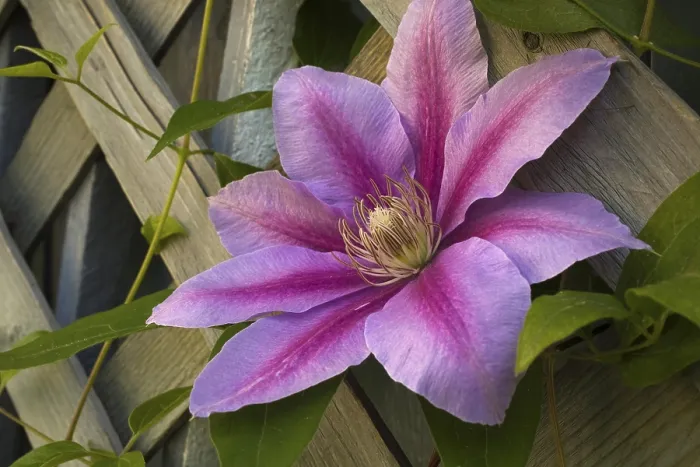 Framed Print : Clematis Print in Full Bloom