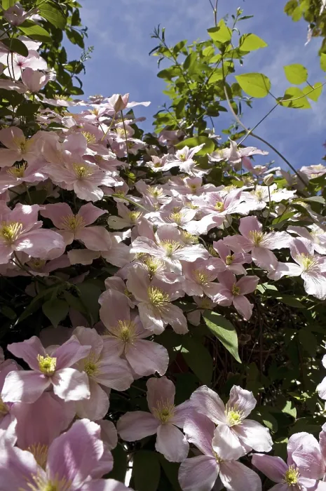 Framed Print : Clematis Print - Vibrant Flowering Vine Framed Print : Clematis Print - Vibrant Flowering Vine