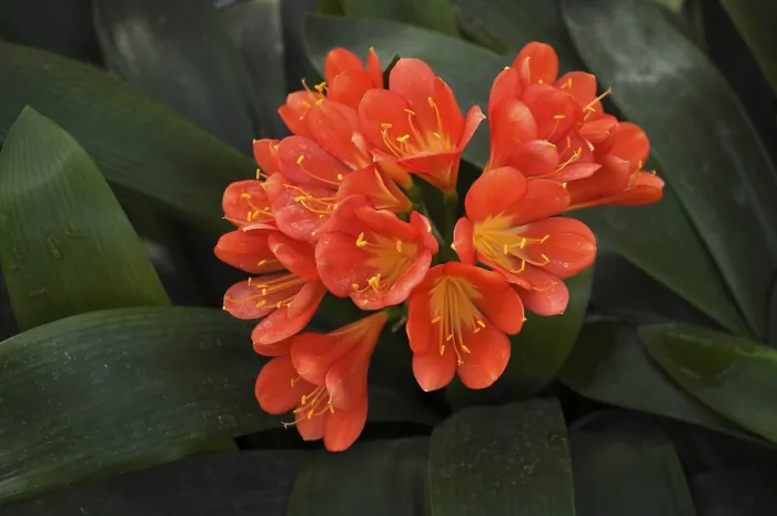 Framed Print : Clivia Print, Stuttgart, Germany Framed Print : Clivia Print, Stuttgart, Germany