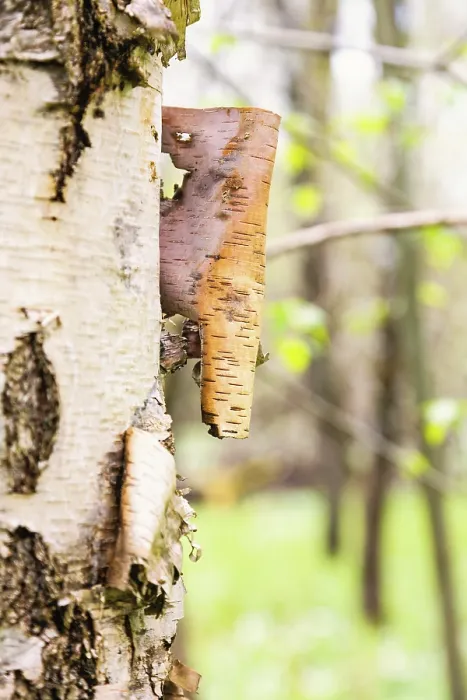 Framed Print : Close-up Birch Tree Bark Print in Spring Deciduous Forest Framed Print : Close-up Birch Tree Bark Print in Spring Deciduous Forest