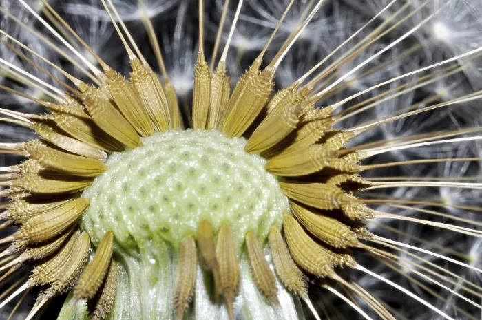 Framed Print : Close Up on a Dandelion Print Framed Print : Close Up on a Dandelion Print