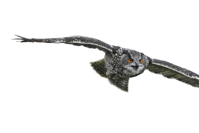 Framed Print : Close-up Print of Eurasian Eagle-Owl in Flight