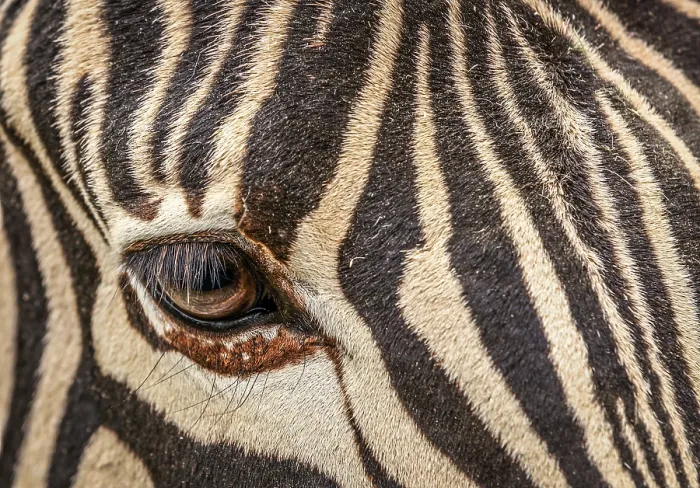 Framed Print : Close-up of a Zebra's Eye Print Framed Print : Close-up of a Zebra's Eye Print