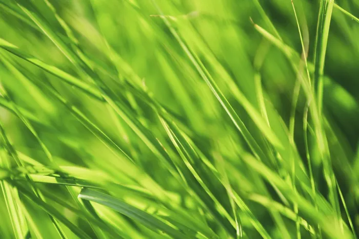 Framed Print : Close-up Print of Green Grass