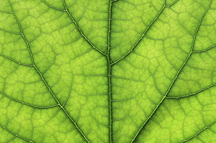 Framed Print : Macro Print of a Green Tree Leaf Framed Print : Macro Print of a Green Tree Leaf