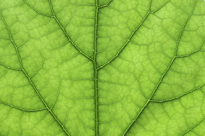 Framed Print : Macro Print of Green Tree Leaf