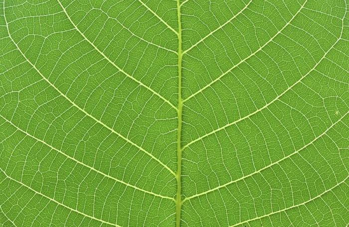 Framed Print : Macro Close-up Print of Green Tree Leaf Framed Print : Macro Close-up Print of Green Tree Leaf