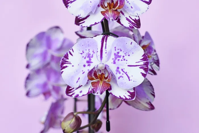 Framed Print : Close up of 'Phalaenopsis Magic Art' Orchid Print Framed Print : Close up of 'Phalaenopsis Magic Art' Orchid Print