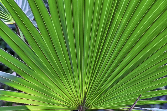 Framed Print : Close-up Palm Tree Leaf Print for Backgrounds Framed Print : Close-up Palm Tree Leaf Print for Backgrounds