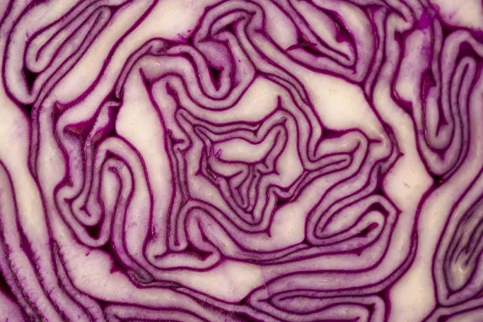 Framed Print : Close Up on Red Cabbage Print