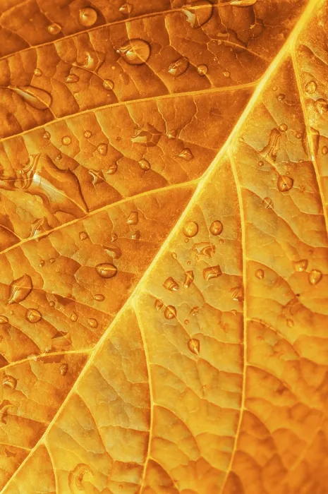Framed Print : Close-up Print of Redleaf with Water Drop