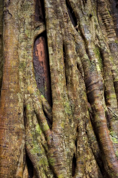 Framed Print : Close-up of Strangler Fig Tree Print, Queensland, Australia Framed Print : Close-up of Strangler Fig Tree Print, Queensland, Australia